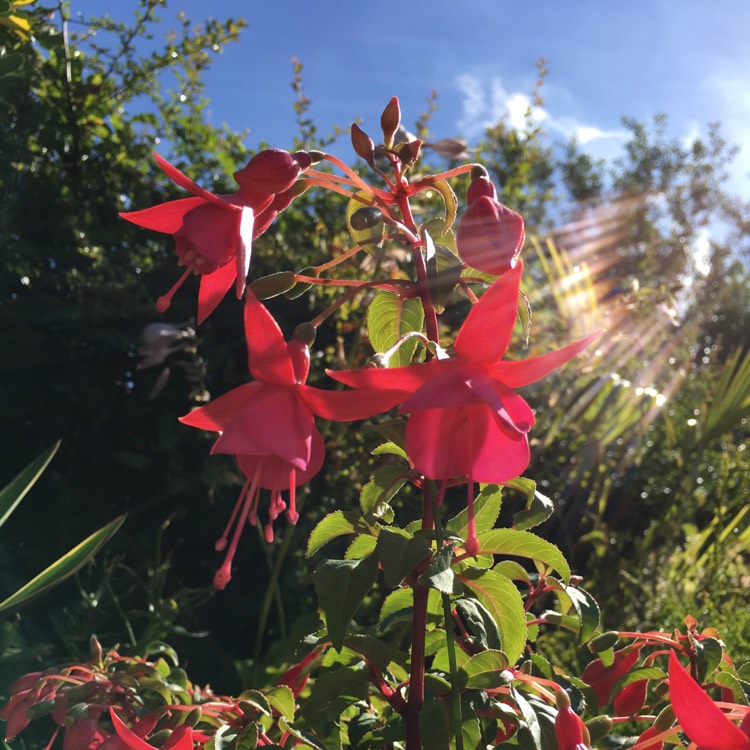 Plant image Fuchsia 'Beacon'