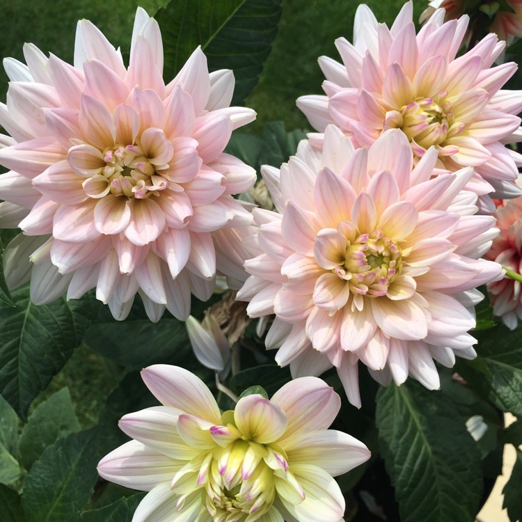 Plant image Dahlia 'Diana's Memory'