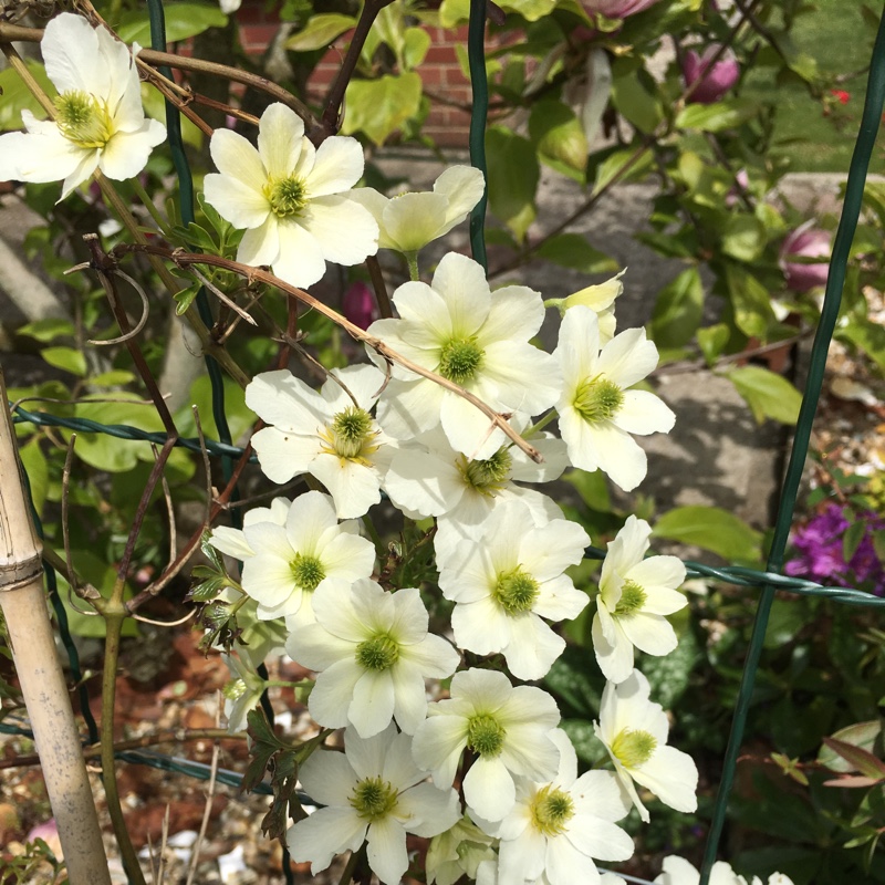 Plant image Clematis x cartmanii 'Joe'