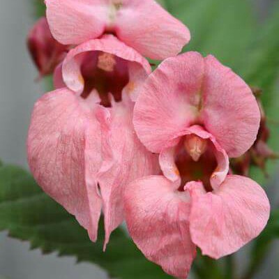 Plant image Impatiens glandulifera