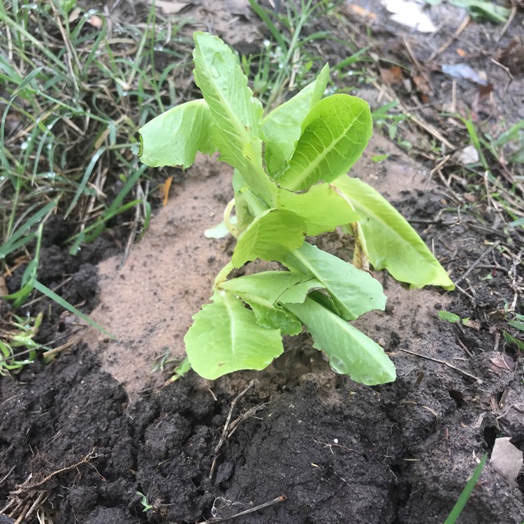 Plant image Lactuca sativa 'Parris Island'