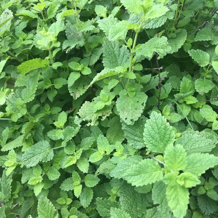 Plant image Mentha x piperita f. citrata 'Lemon'