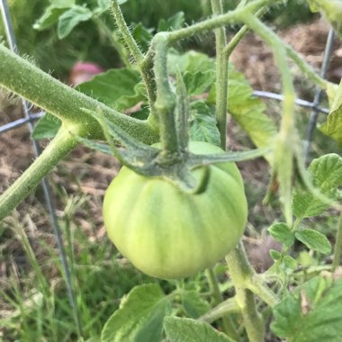 Solanum lycopersicum 'Better Boy'