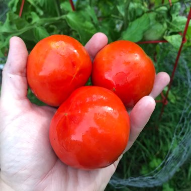 Solanum Lycopersicum 'Early Girl'