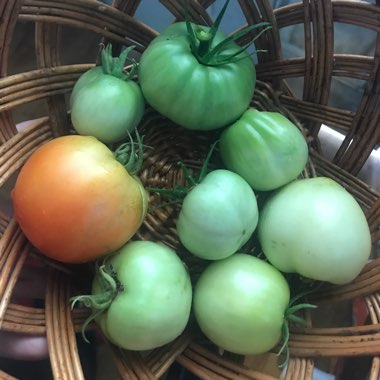 Solanum Lycopersicum 'Early Girl'