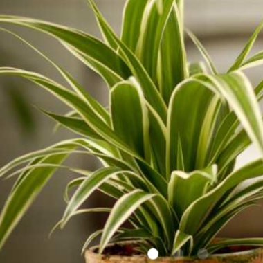 Spider Plant 'Vittatum'