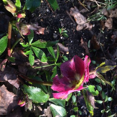 Hellebore 'Penny's Pink'