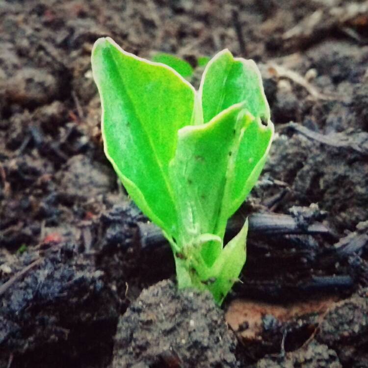 plant image 291981