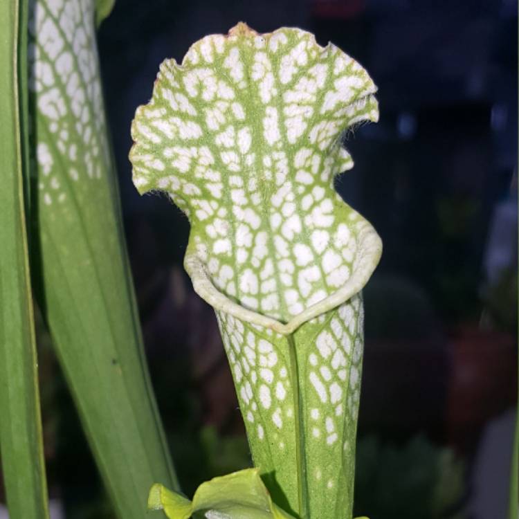 Plant image Sarracenia leucophylla 'Hurricane Creek White'