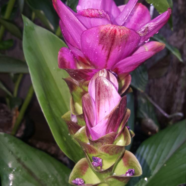 Plant image Curcuma alismatifolia