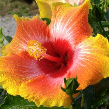 Hibiscus 'Hawaiian Sunset'