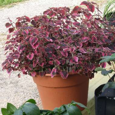 Coleus