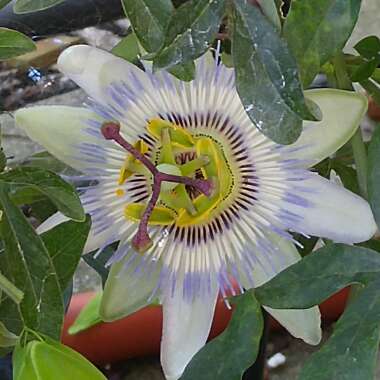 Blue Passion Flower