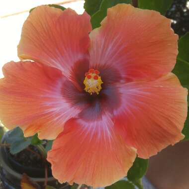 Hibiscus 'Hawaiian Sunset'