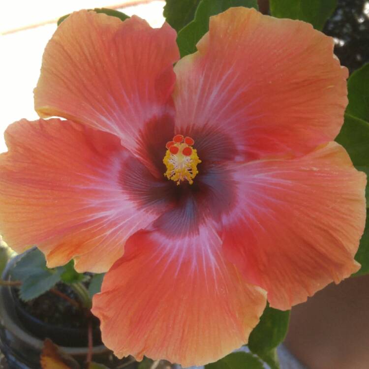 Plant image Hibiscus rosa-sinensis 'Hawaiian Sunset'