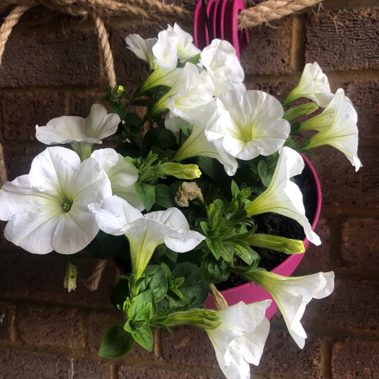 Plant image Petunia 'SunPassion™ White'