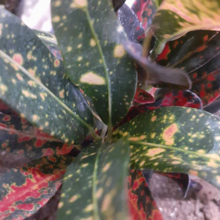 Plant image Codiaeum variegatum 'Bush On Fire'