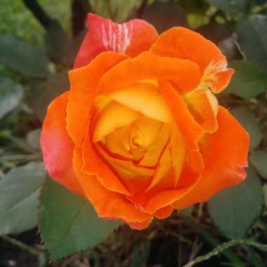 Rose (Hybrid Tea)