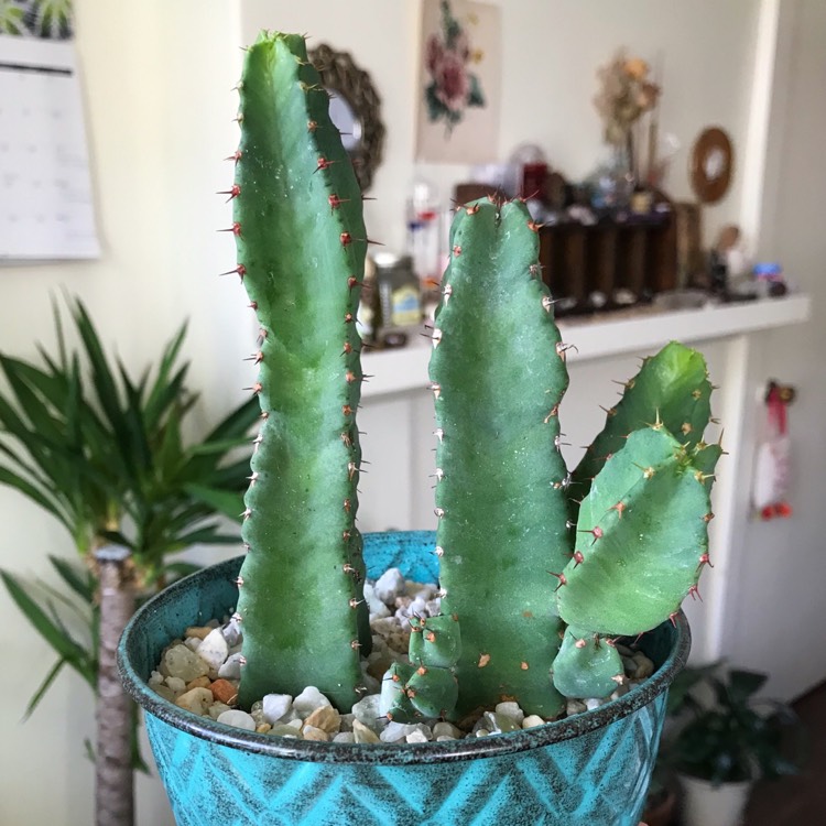 Plant image Euphorbia Resinifera