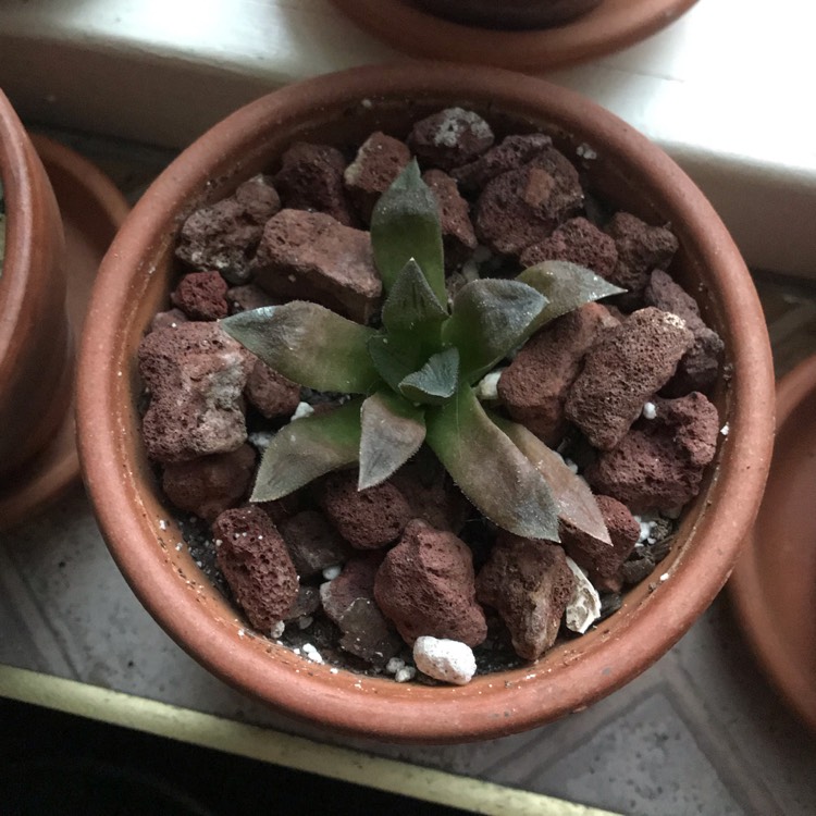 Plant image Haworthia hybrid cooperi var. venusta x 'Chocolate'