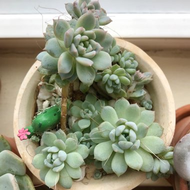 Echeveria 'Prolifica'