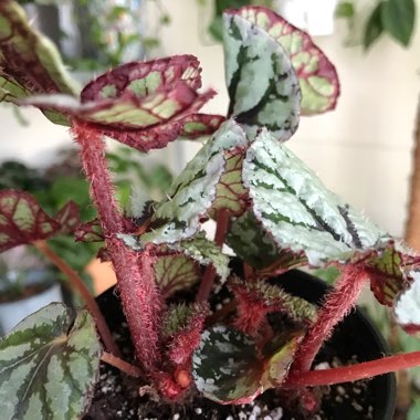 Begonia