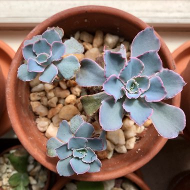 Echeveria 'Neon Breakers'