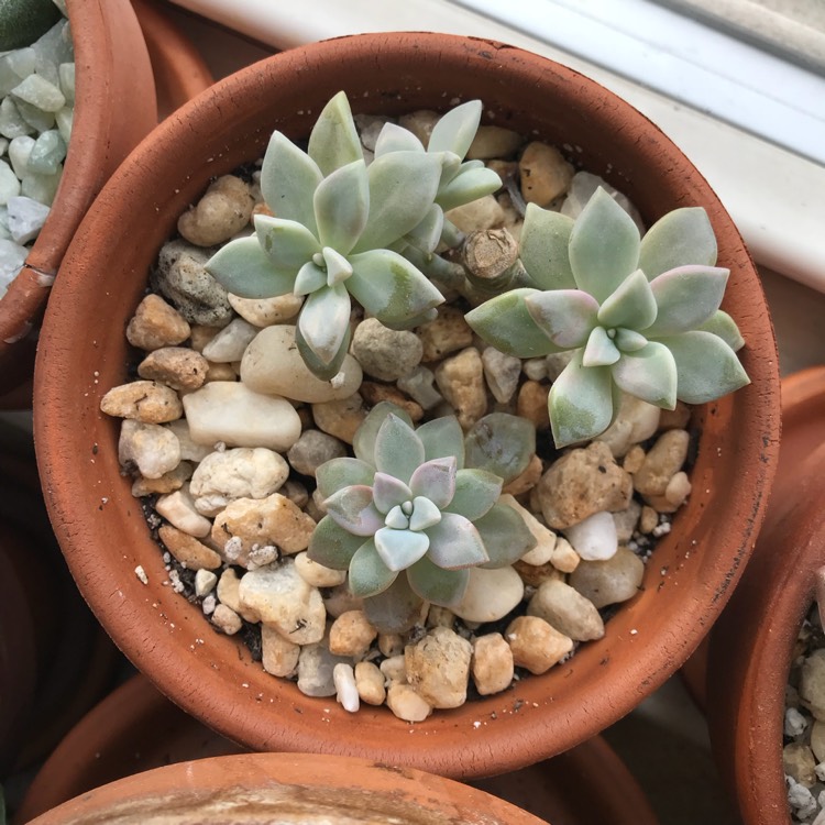 Plant image Graptopetalum Marquise de Sevigne