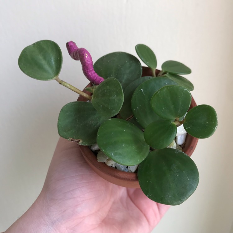 Plant image Peperomia Rotundifolia