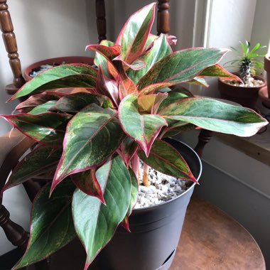 Aglaonema 'Siam'