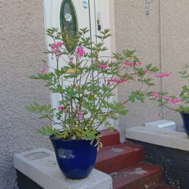 Bleeding Heart 'Valentine'