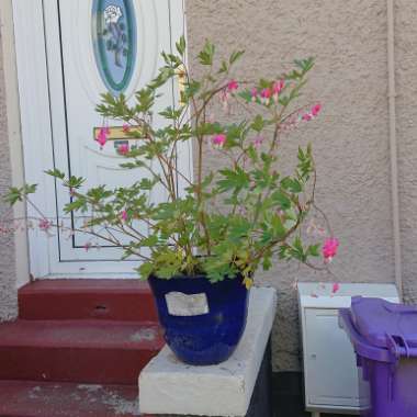 Bleeding Heart 'Valentine'