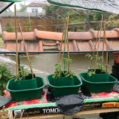 Tomato 'Red Cherry' (Cherry Tomato)