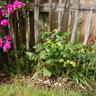 Rose 'Peace' (Hybrid Tea)