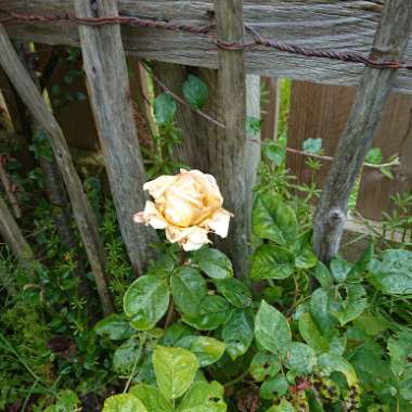 Rose 'Peace' (Hybrid Tea)