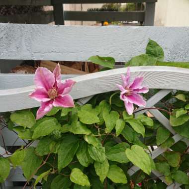 Clematis 'Bees Jubilee'