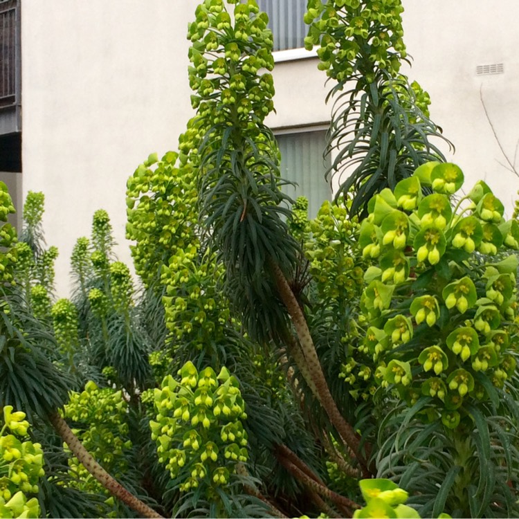 Plant image Euphorbia epithymoides 'Bonfire'