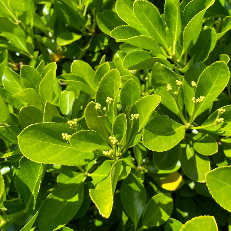 Plant image Ligustrum japonicum