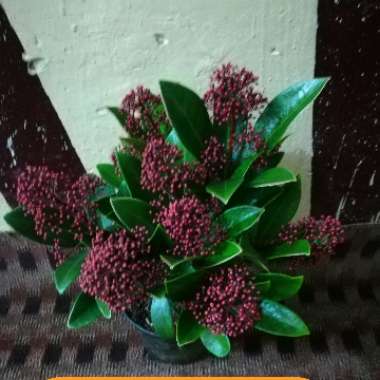 Japanese Skimmia 'Intense'