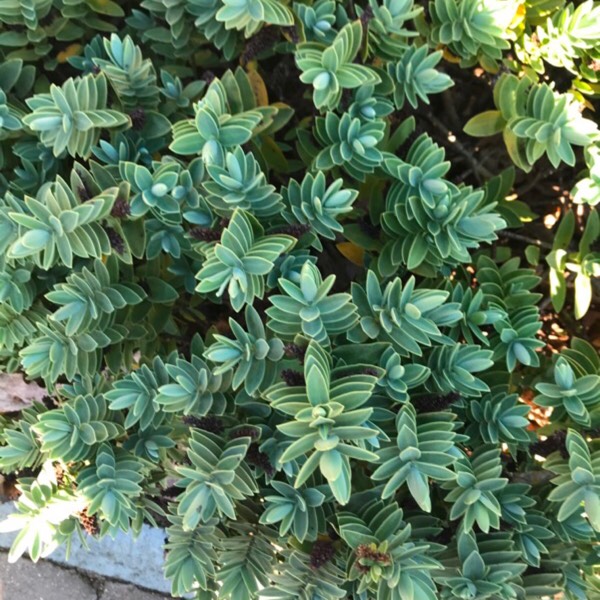 Plant image Euphorbia myrsinites