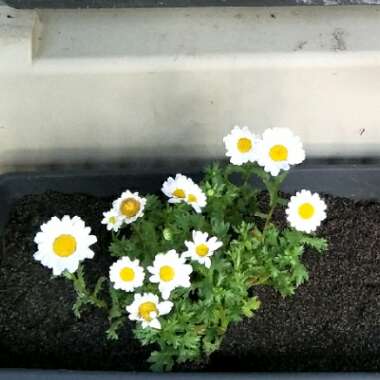 Marguerite Daisy Madeira 'White Improved'