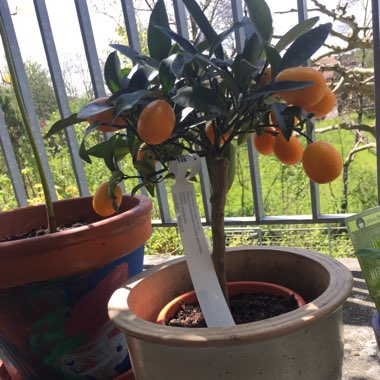 Kumquat Tree