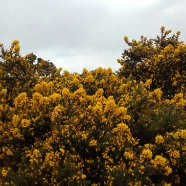 Gorse