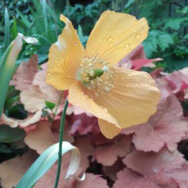 Welsh Poppy