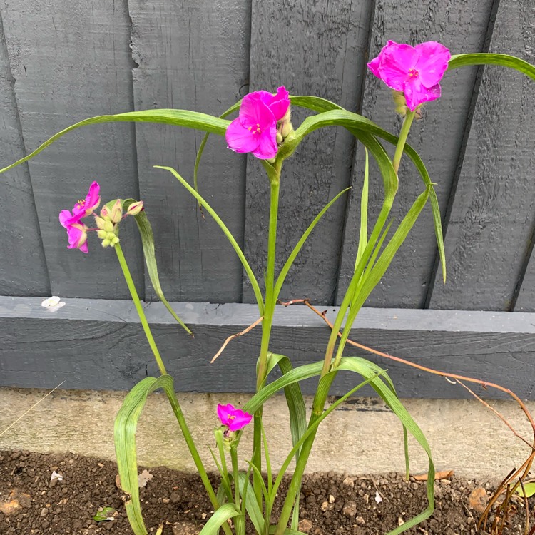 Plant image Tradescantia virginiana