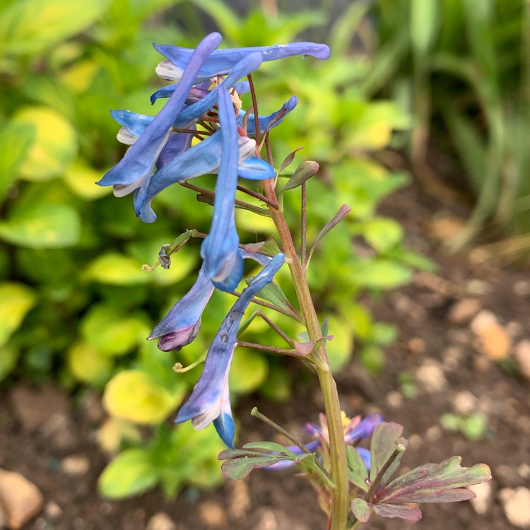 Plant image Corydalis flexuosa 'Purple Leaf'