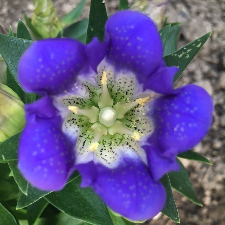 Plant image Gentiana