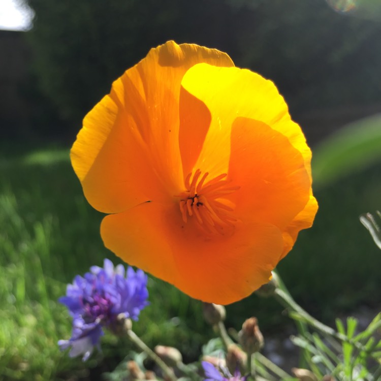 Plant image Eschscholzia californica 'Orange King'