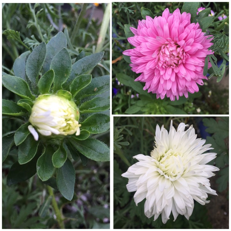 Plant image Aster 'Asteroid Mix'