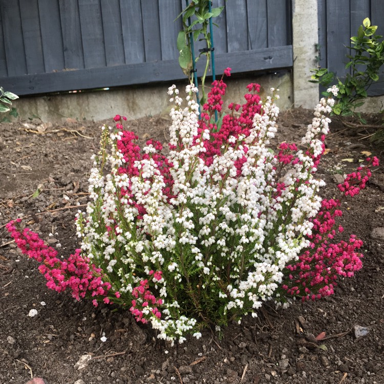 Plant image Erica gracilis